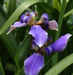 Regina Blue Walking Iris, Giant Apostle's Iris, Giant Apostle Plant, Neomarica caerulea 'Regina'